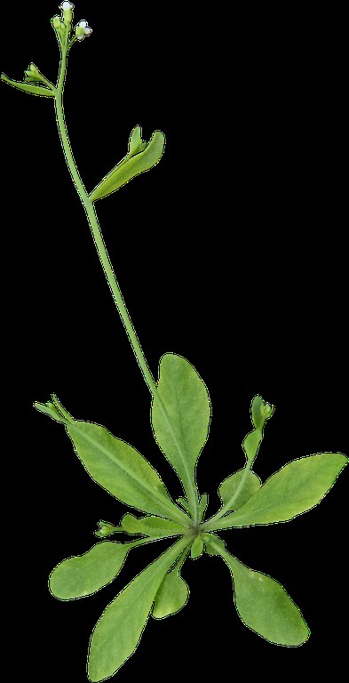 Arabidopsis-transparent-bkgr.gif