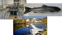 atlatic salmon.tif