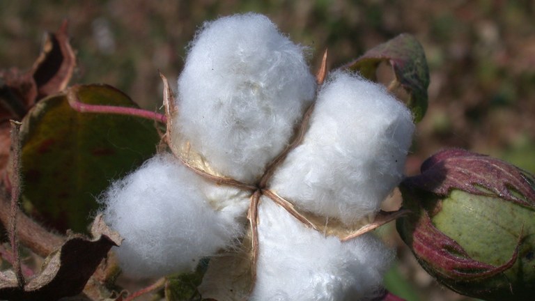 Benin-organic-cotton.jpg