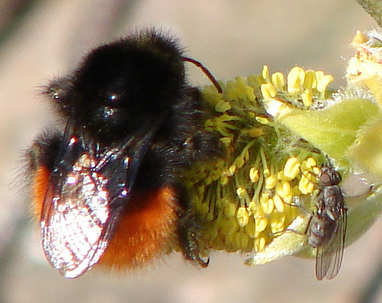 Bombus_monticola_queen.jpg