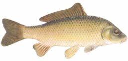 carp3.png