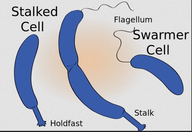 Xcaulobacter.svg_.jpg