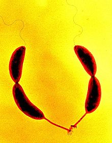 XCaulobacter_crescentus.jpg