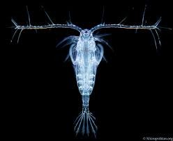 copepod.jpg