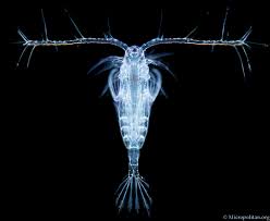 copepod.jpg