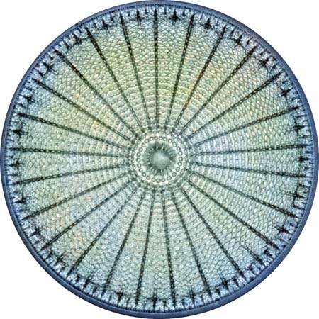 diatom.jpg