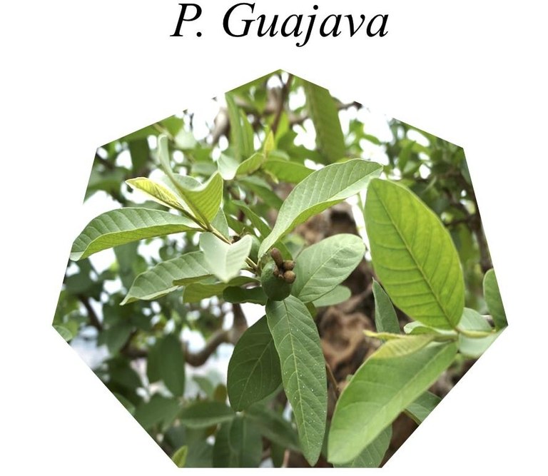 guava.jpg