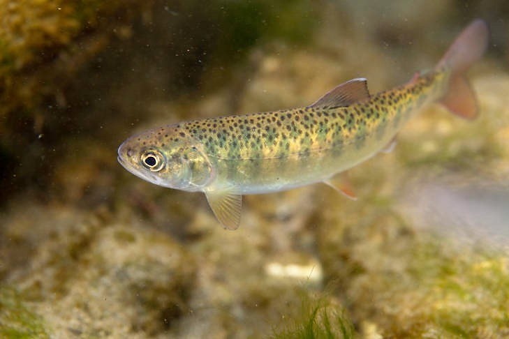 juvenile trout.jpg