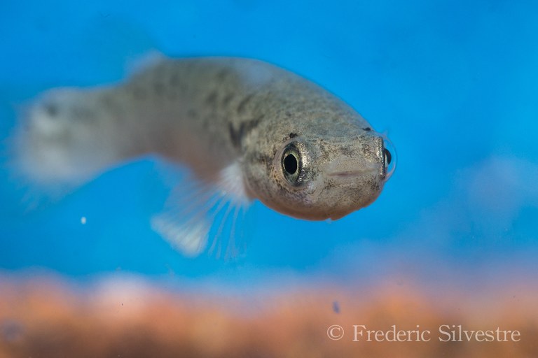 Mangrove-rivulus-3.jpg