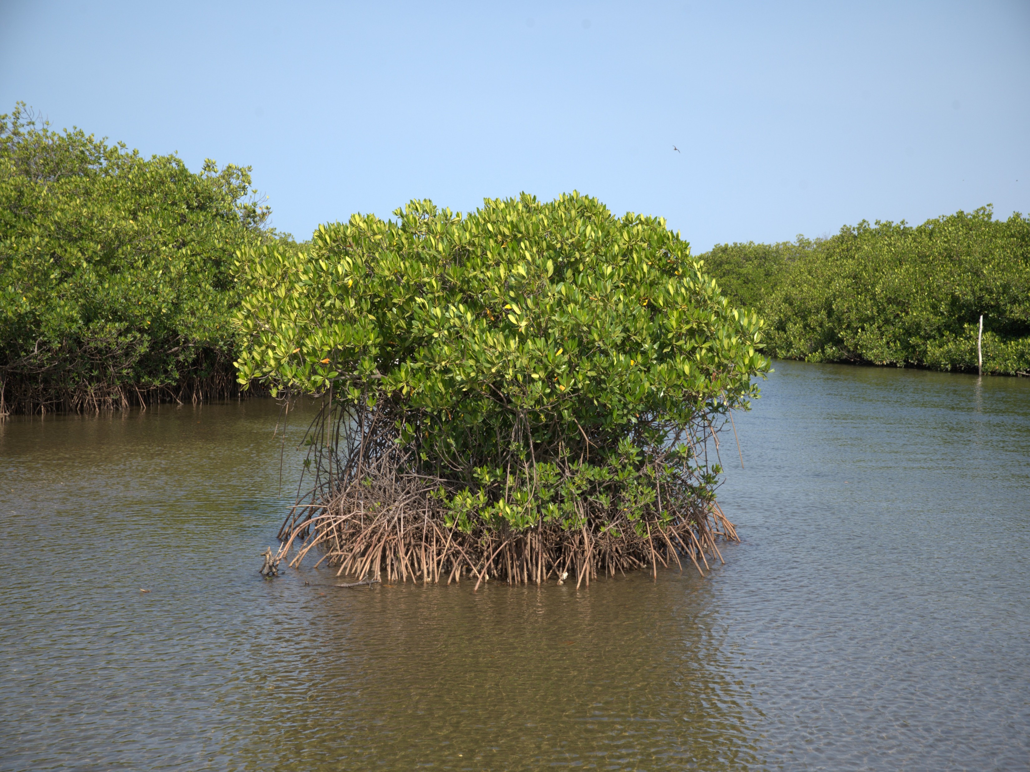 mangroves.jpg