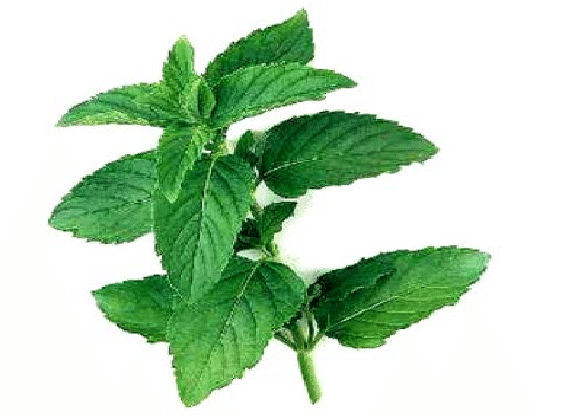 Mentha-spicata-plant.png