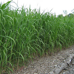 miscanthus_x_giganteus_003.jpg