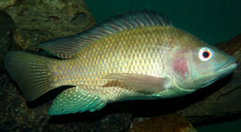 nile tilapia.jpg