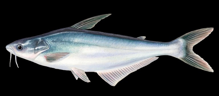 pangasius-rect.jpg