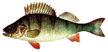 perca fluviatilis.jpg