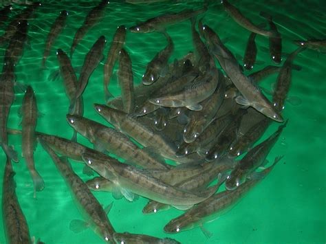 pikeperch aquaculture.jpg