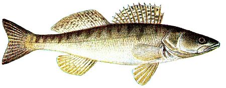 pikeperch.jpg