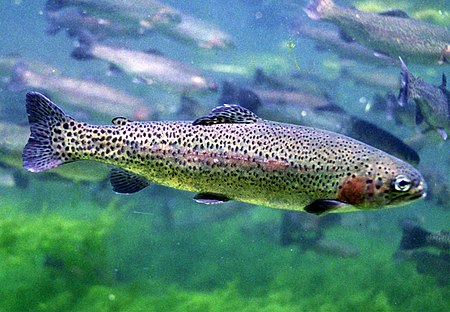 rainbow trout.jpg