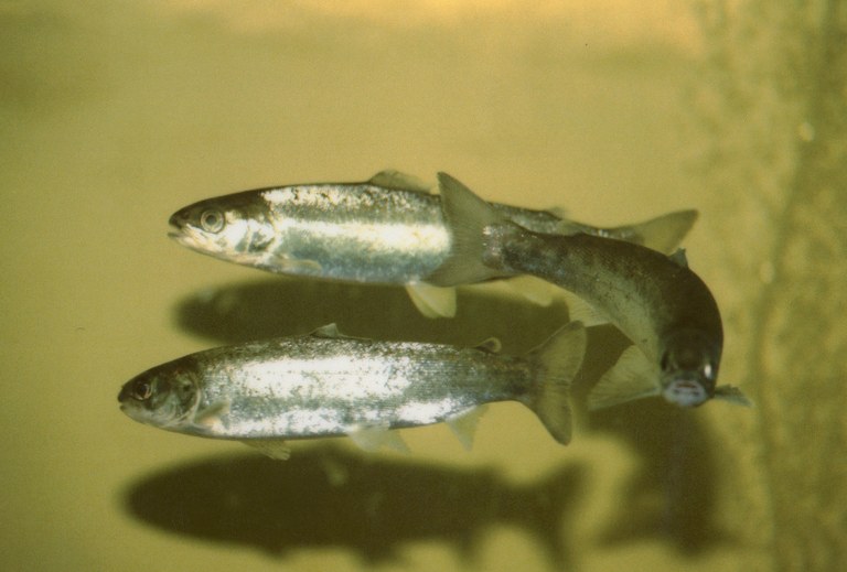 Salmo_salar_smolts.jpg