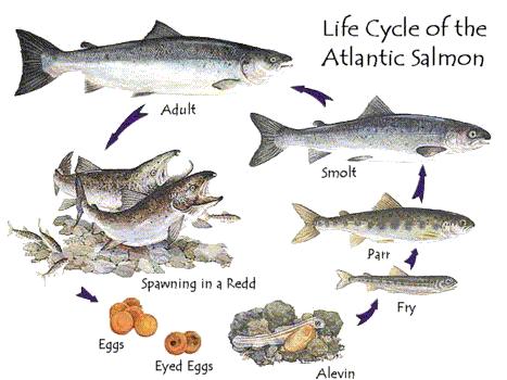 salmonlifecycle.jpg