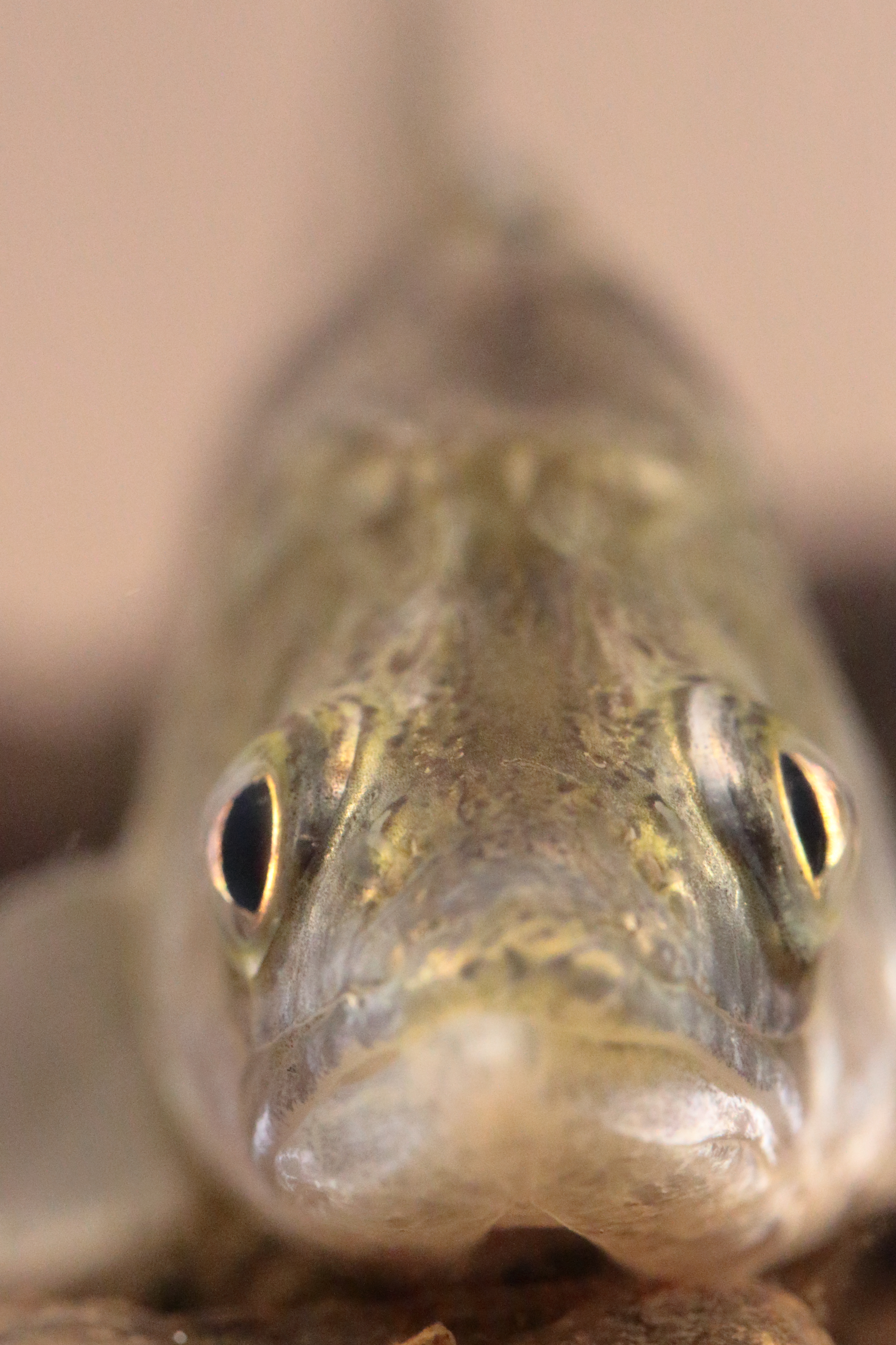 pikeperch grey.JPG