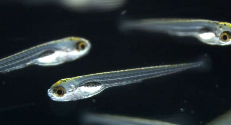 zebrafish.jpg