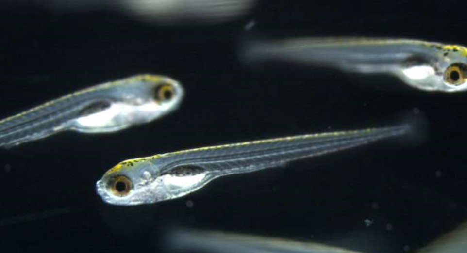 zebrafish.jpg