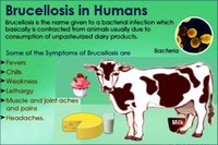 brucellosis-humans.jpg