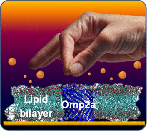 Chem lipid bilayer.gif