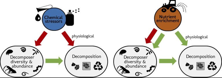 decomposers.JPG