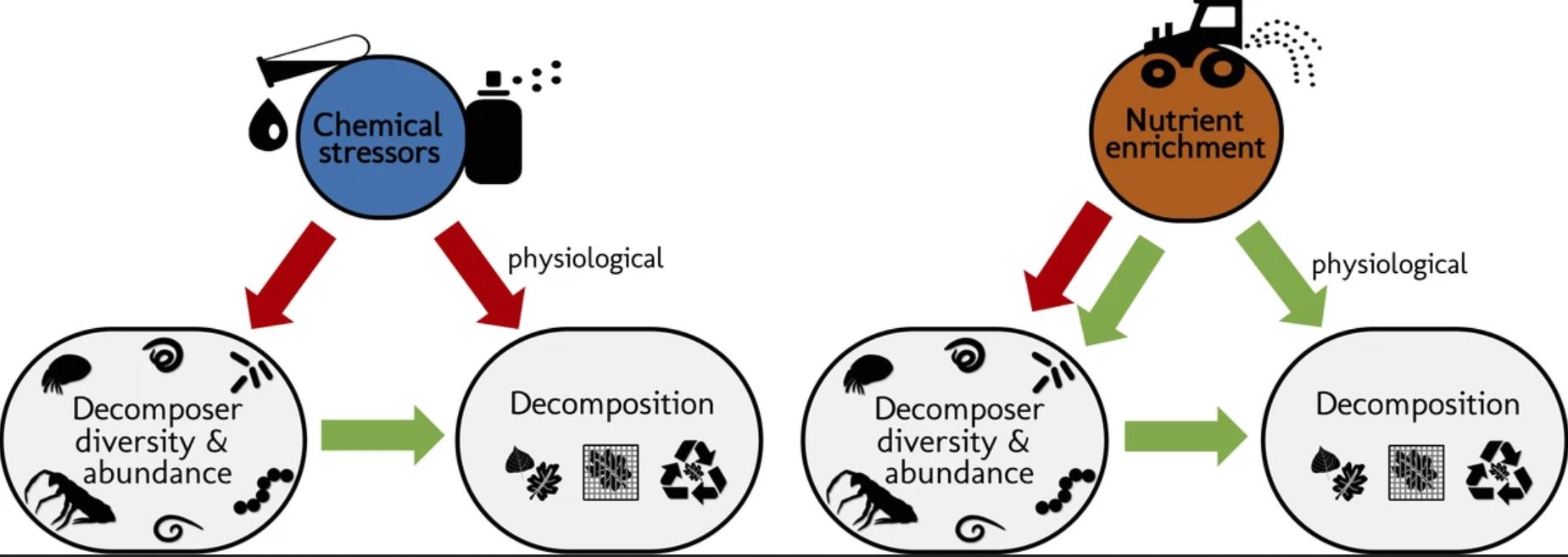 decomposers.JPG