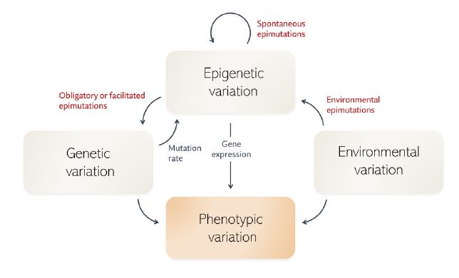 epigenetics.JPG