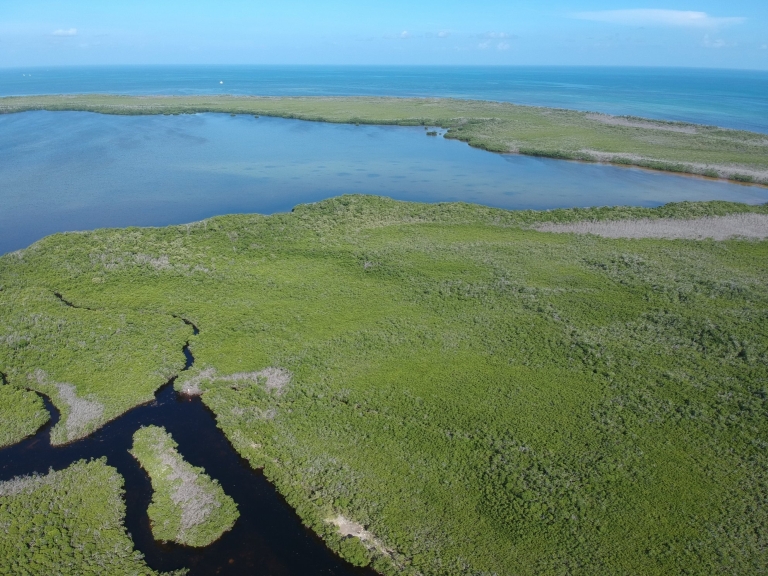 mangroves.jpg