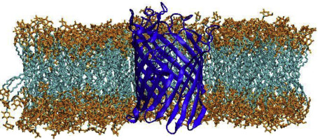 membrane.jpg