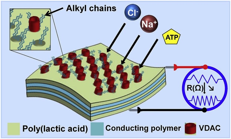 membranes.jpg