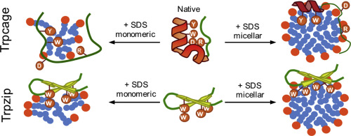 peptide.jpg