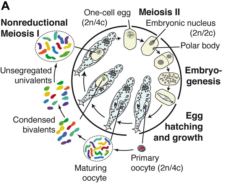 rotifers.jpg