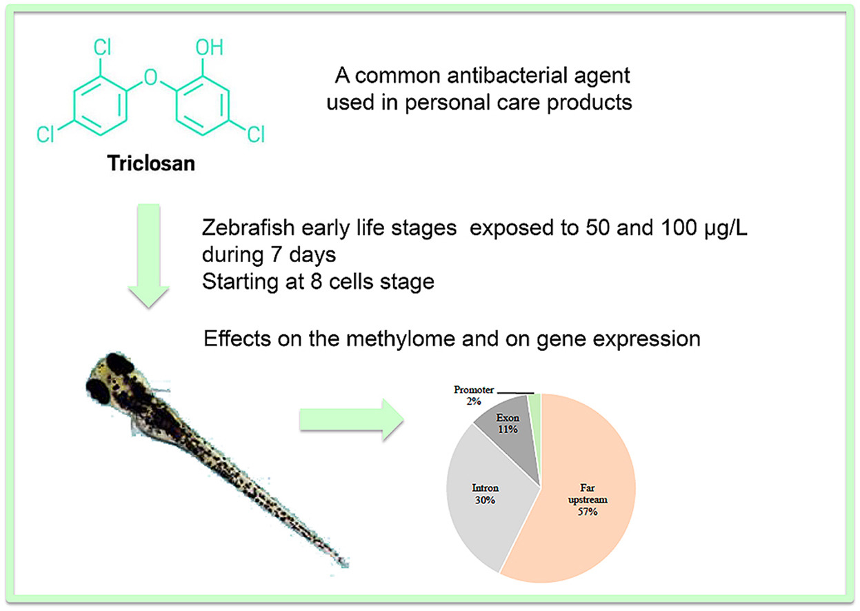 zebrafish triclosan.jpg